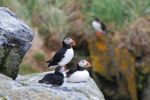 IJslandacsi-reizen-Vroegboekkorting