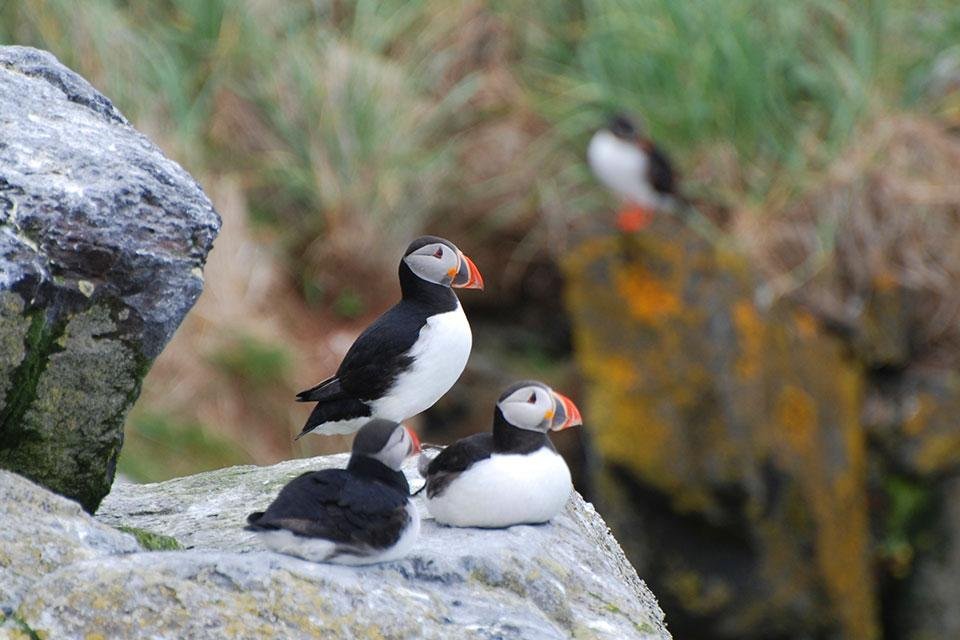 IJslandacsi-reizen-Vroegboekkorting