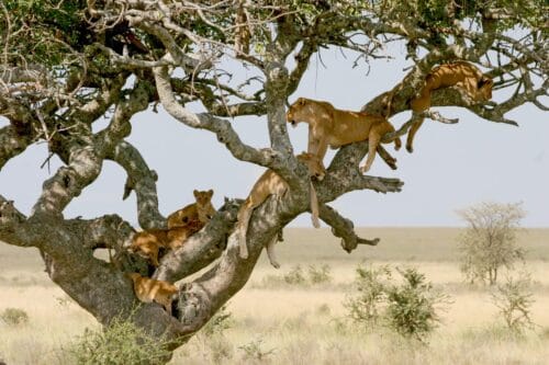 Op safari in Tanzania & Zanzibar-fox-Vroegboekkorting