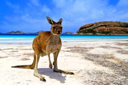 Rondreis Oostkust Australië - Roadtrip van Koraal tot Kangoeroe-fox-Vroegboekkorting
